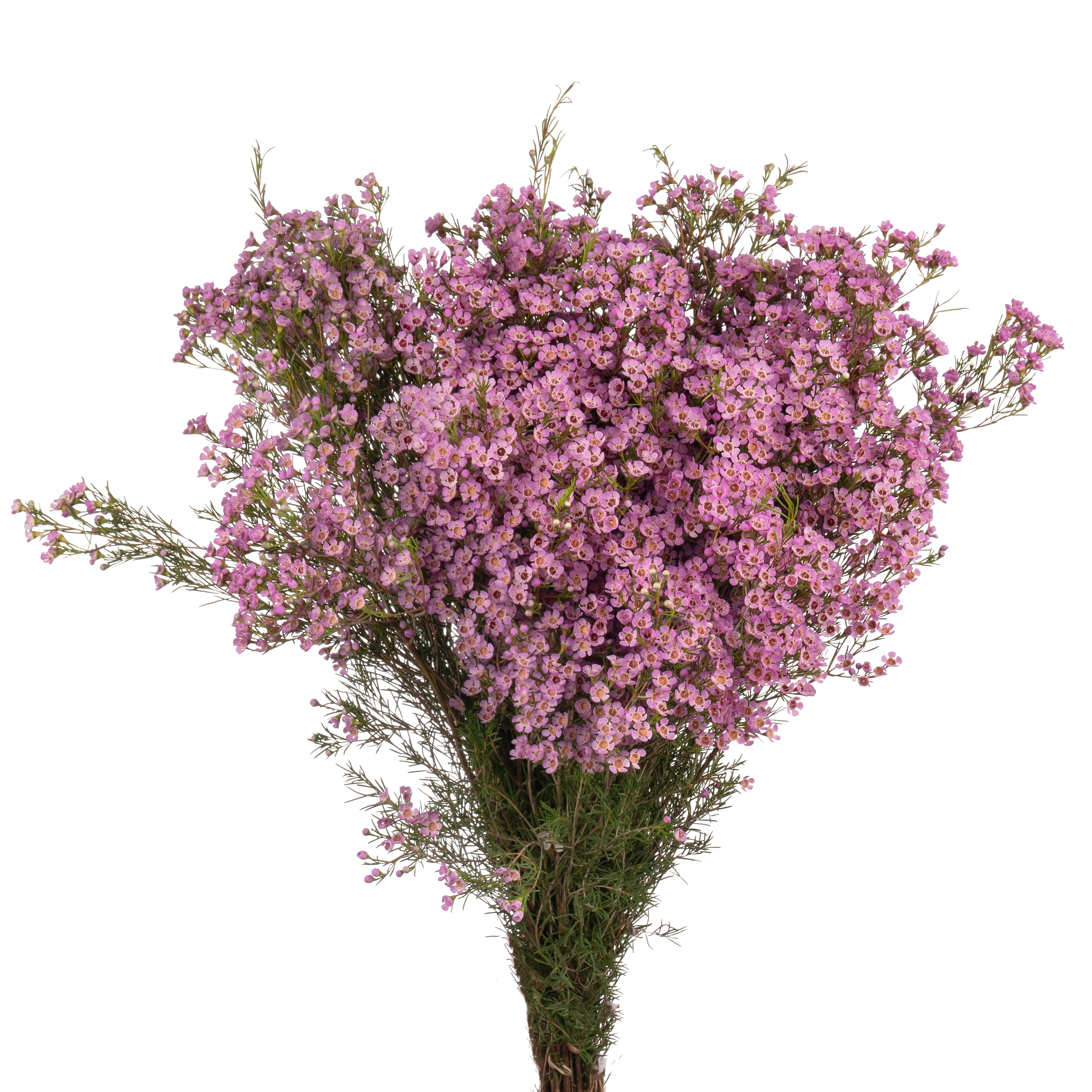 Chamelaucium michal