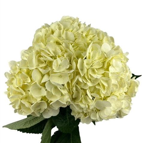 Hydrangea jumbo easter yellow