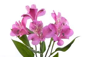 Alstroemeria perfection stratus | Wholesale flowers, plants and supplies Alstroemeria perfection stratus