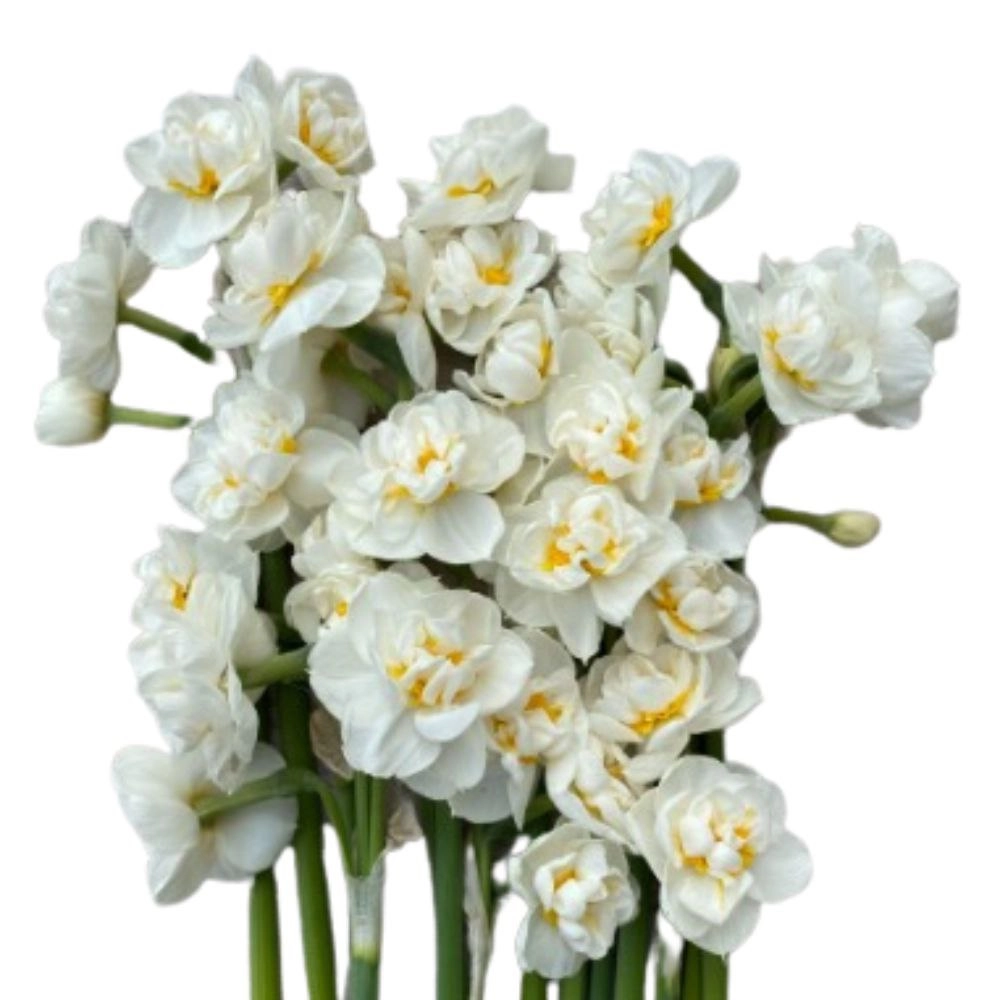 Narcissus bridal crown