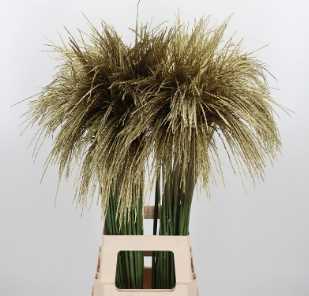 Miscanthus tinted gold