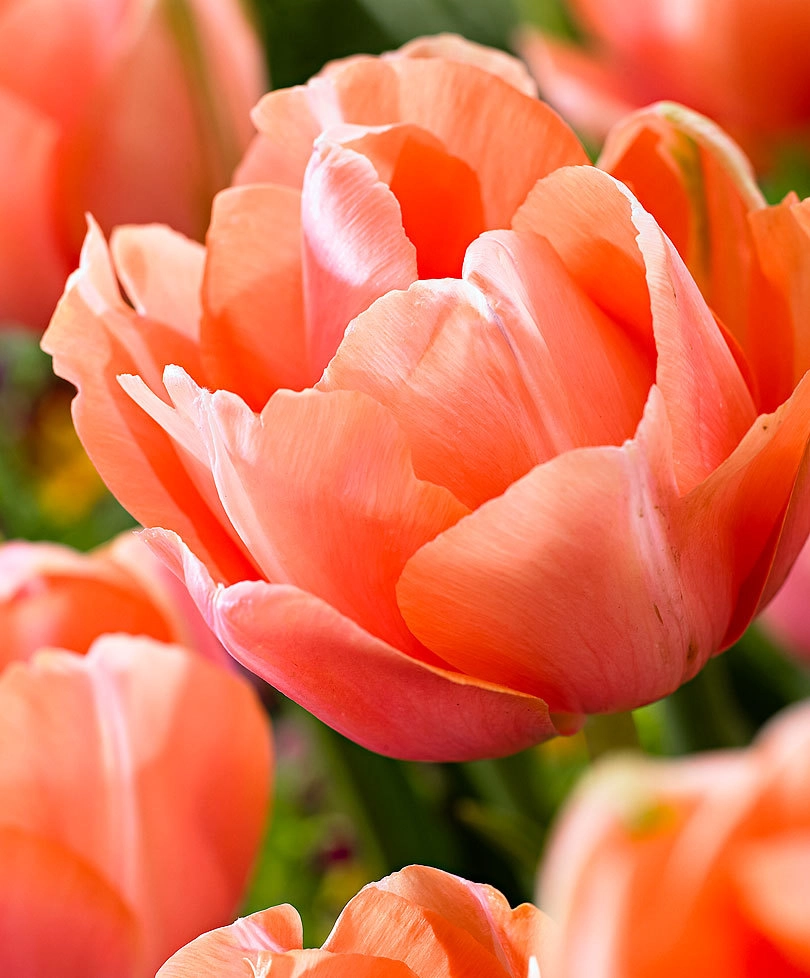 Tulip enkel menton exotic