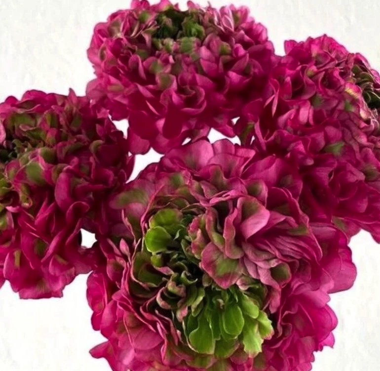 Ranunculus ponpon dragon fruit