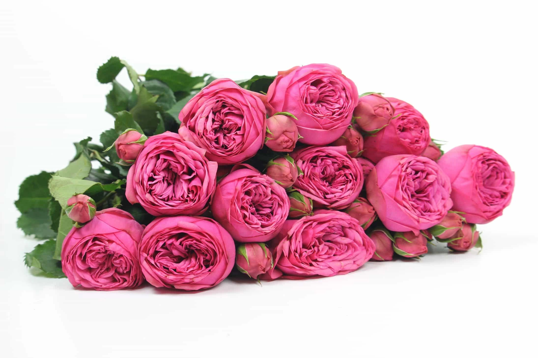 Rose spray pink piano