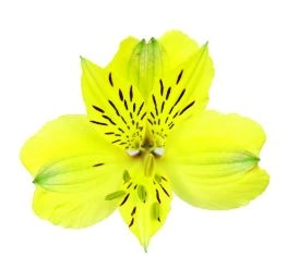 Alstroemeria voyager