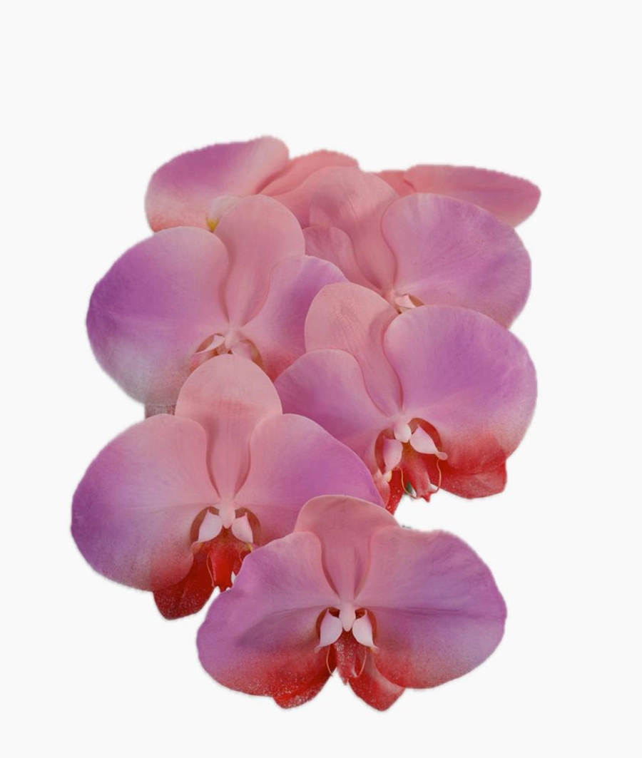 Phalaenopsis | Wholesale flowers, plants and supplies Phalaenopsis