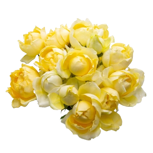 Rose sprаy julietta limoncello | Wholesale flowers, plants and supplies Rose sprаy julietta limoncello