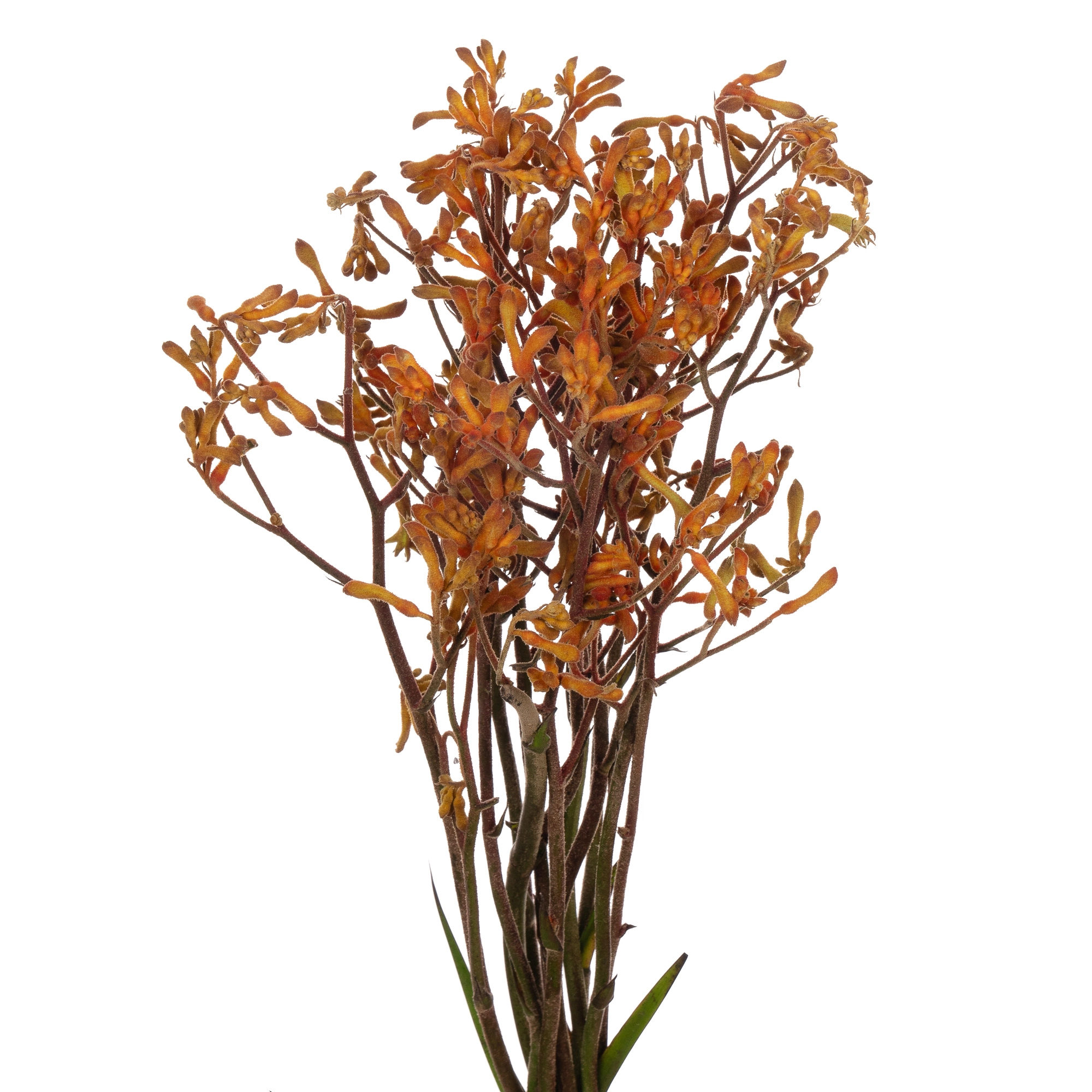Anigozanthos oranje | Wholesale flowers, plants and supplies Anigozanthos oranje