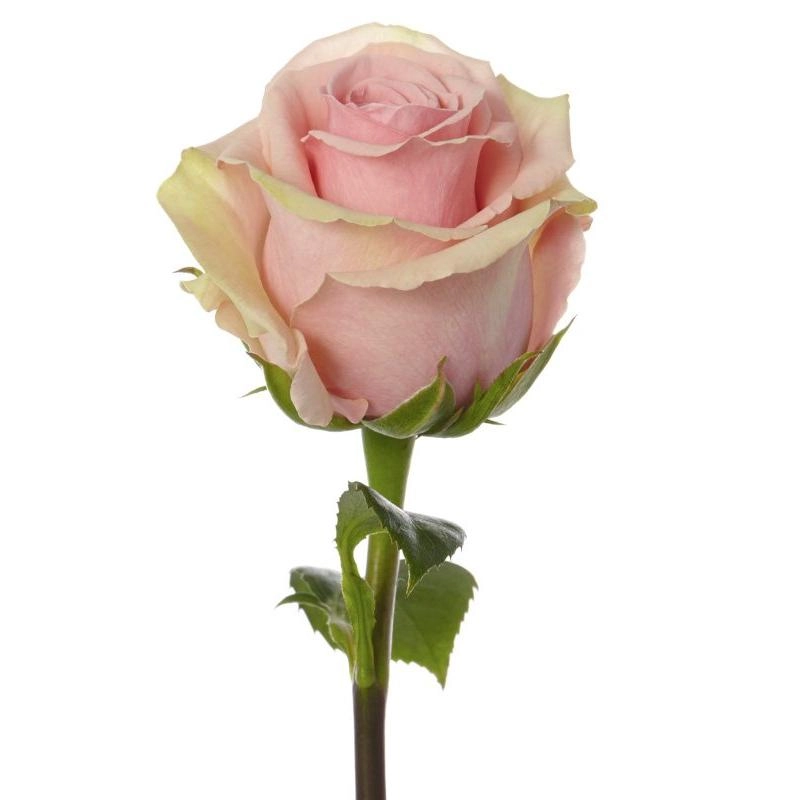 Rose geraldine