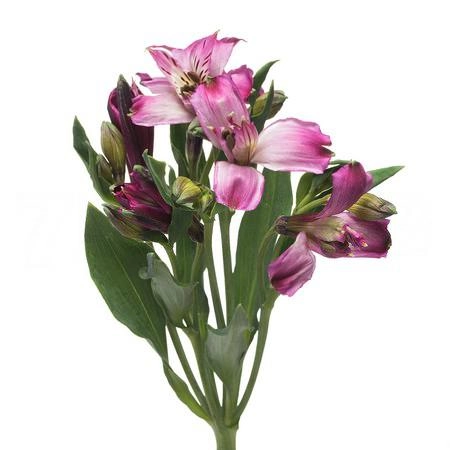 Alstroemeria napoli