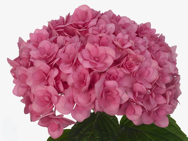 Hydrangea beautensia luxor