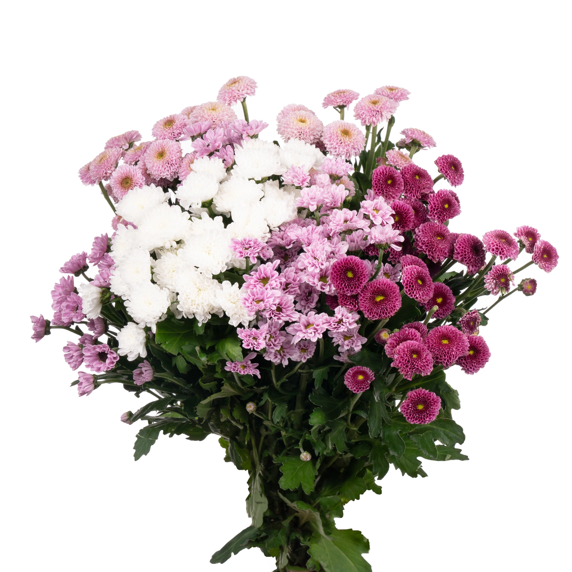 Chrysanthemum santini mix sweet