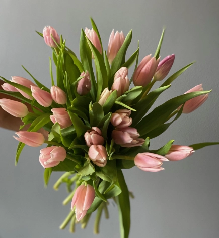 Tulip enkel gabriella | Wholesale flowers, plants and supplies Tulip enkel gabriella