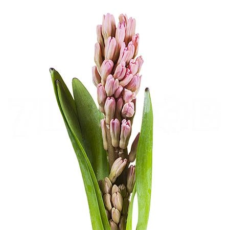Hyacinthus johanna
