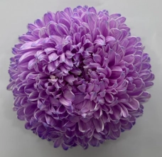 Chrysanthemum tinted lilac