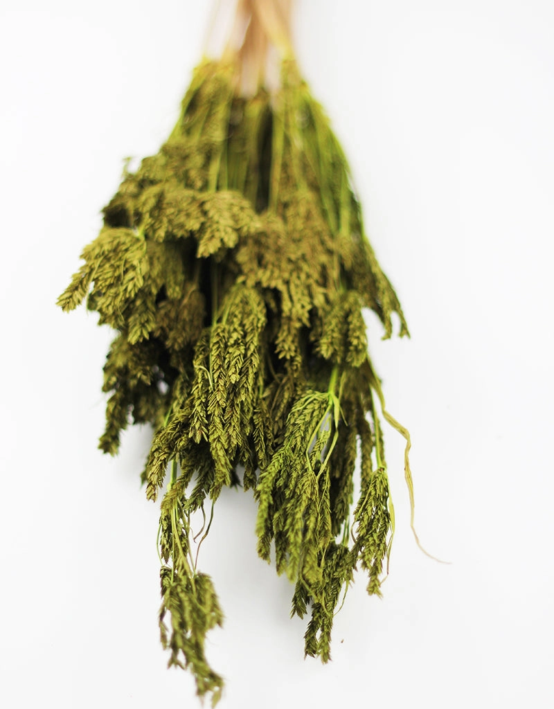 Umbrella dry green | Wholesale flowers, plants and supplies Umbrella dry green