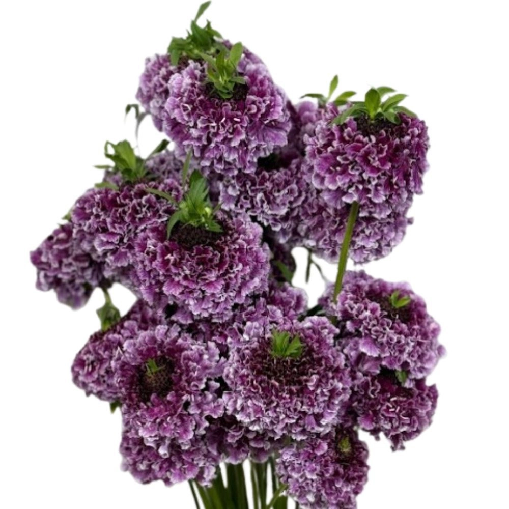 Scabiosa japonica yamato