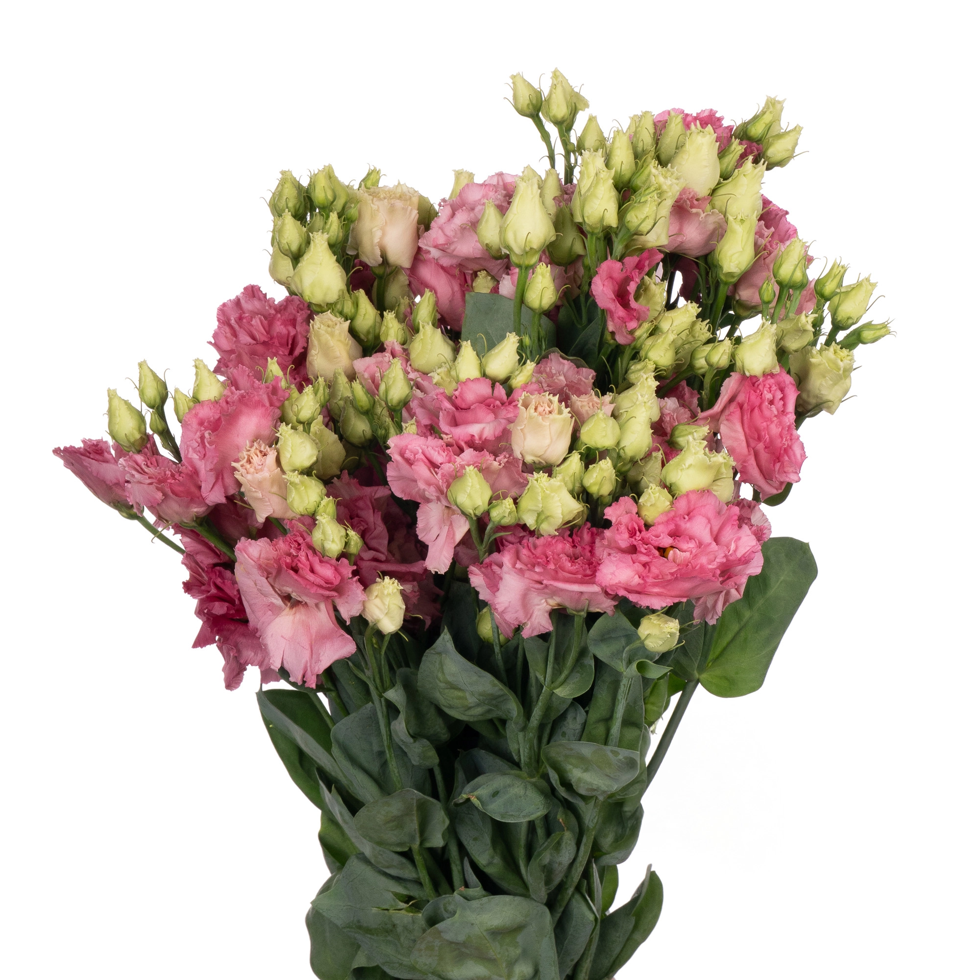 Eustoma double alissa pink