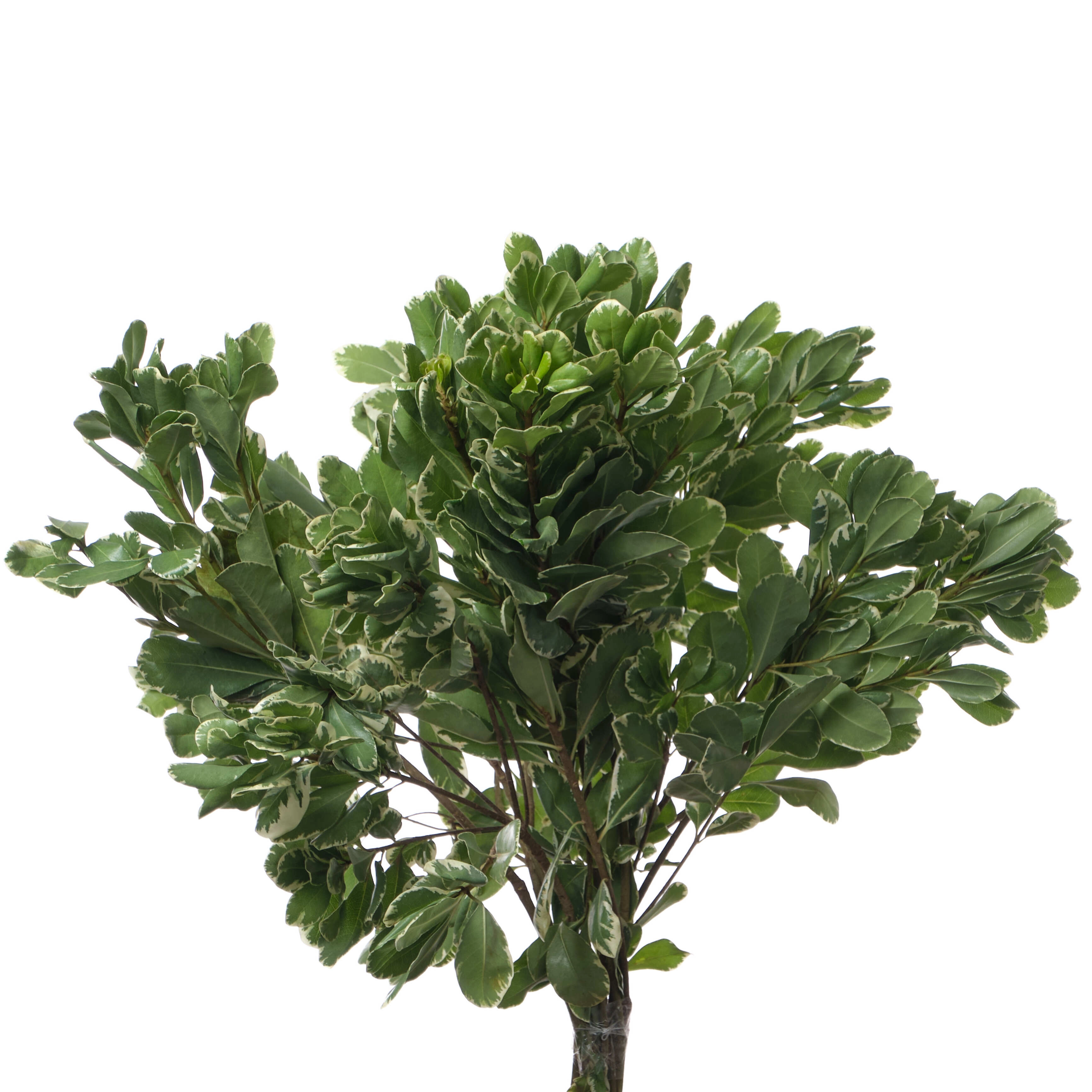 Blad Pittosporum ilan
