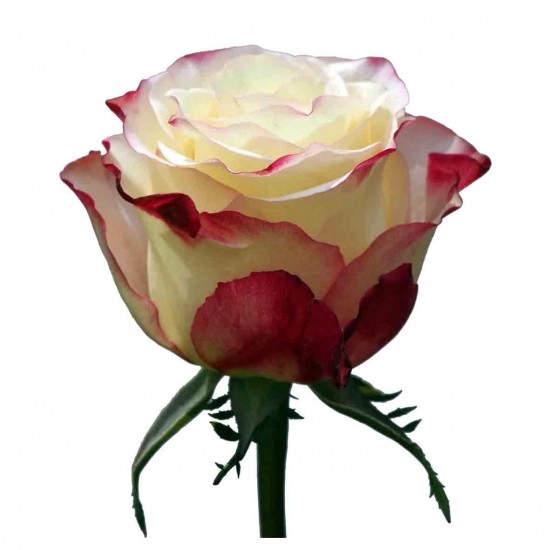 Rose sweetness