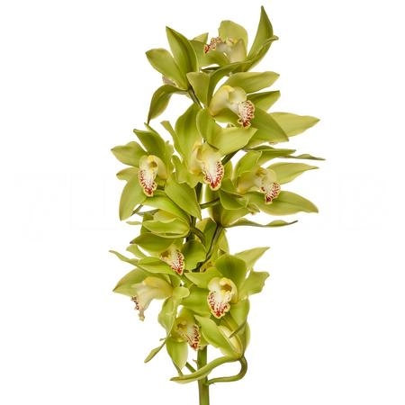 Cymbidium green giant