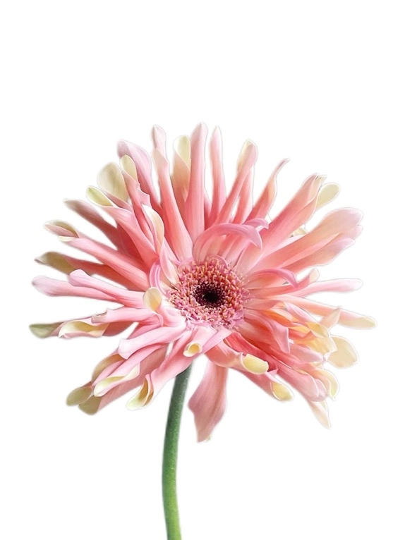Gerbera omelettes denmark | Wholesale flowers, plants and supplies Gerbera omelettes denmark