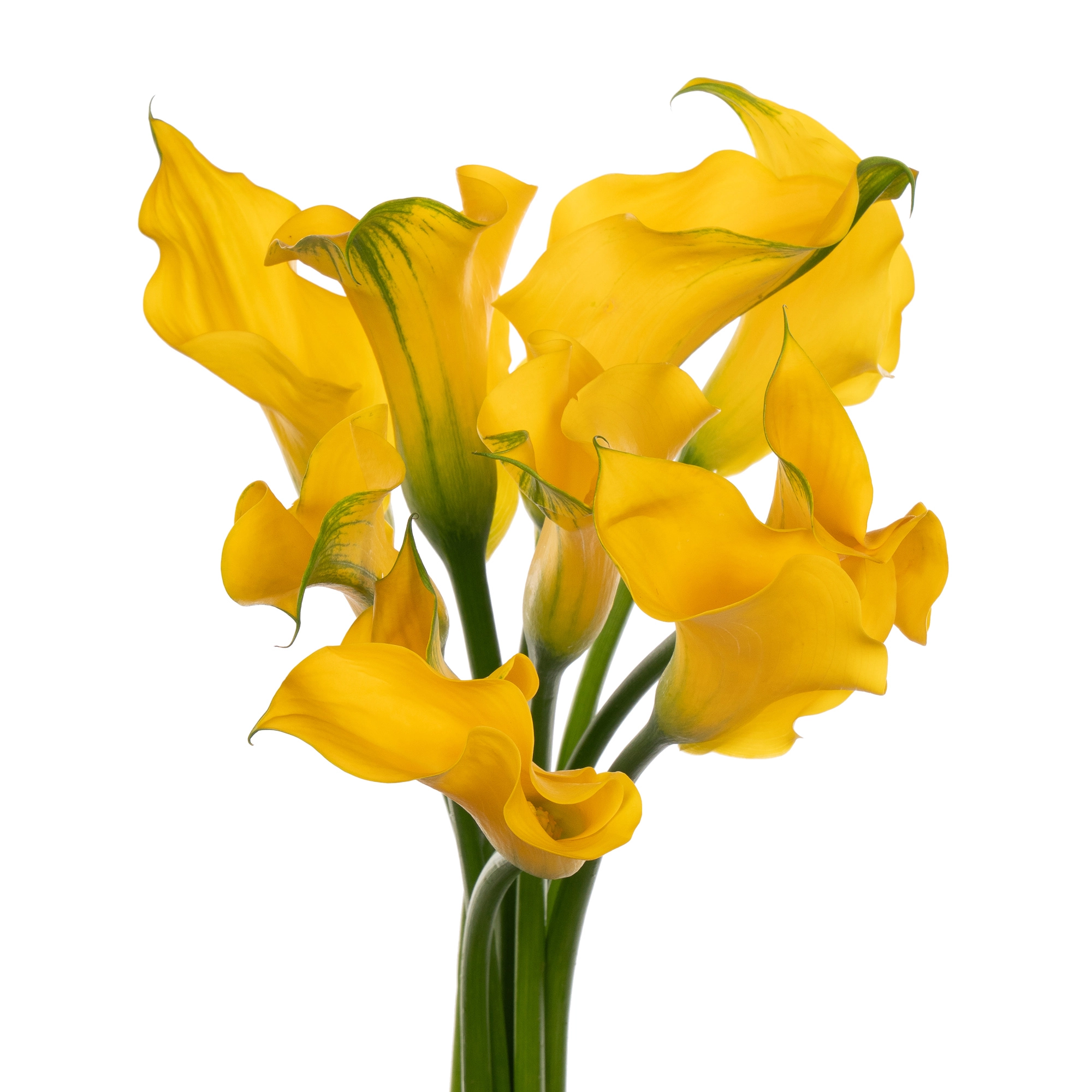 Zantedeschia captain solo