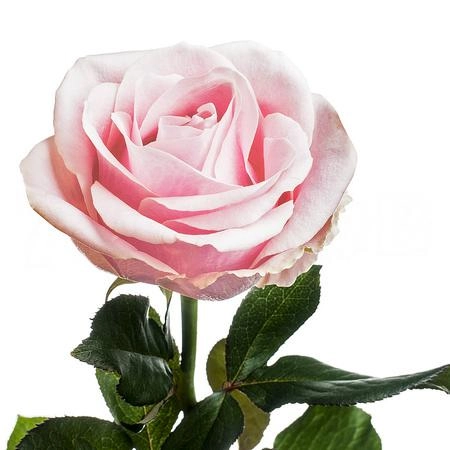 Rose pink avalanche+