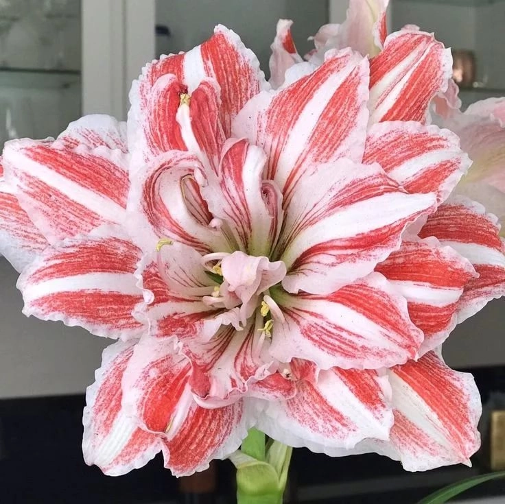 Hippeastrum dancing queen