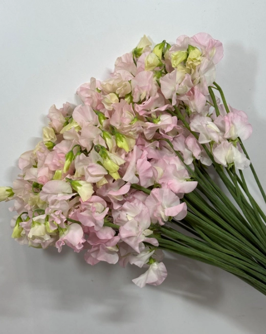 Lathyrus odoratus monroe