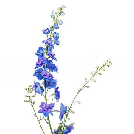 Delphinium christel