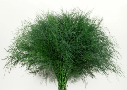 Blad Asparagus treefern | Wholesale flowers, plants and supplies Blad Asparagus treefern