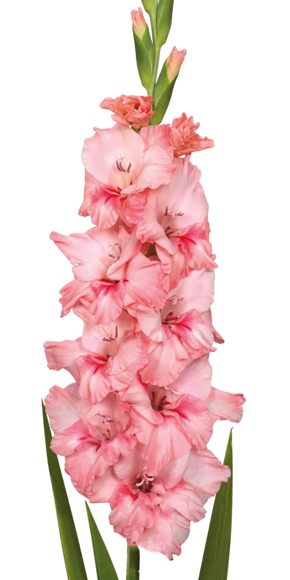 Gladiolus adrenalin | Wholesale flowers, plants and supplies Gladiolus adrenalin