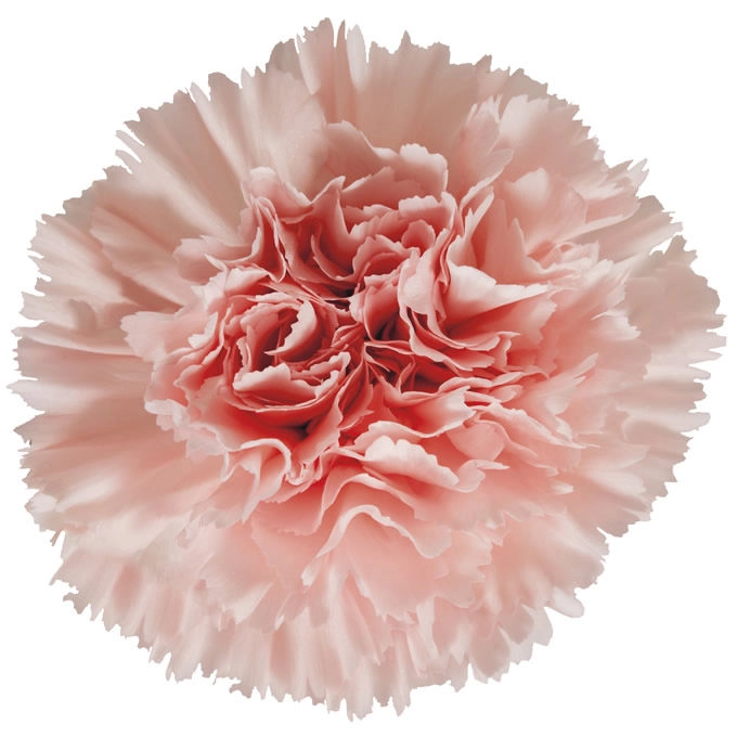 Carnation judie | Wholesale flowers, plants and supplies Carnation judie