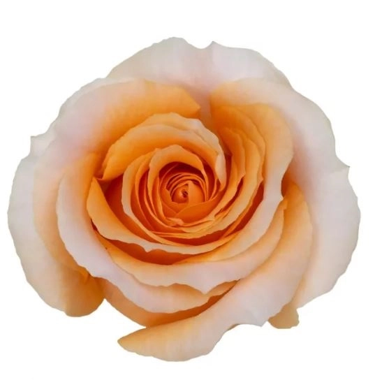 Rose felicity | Wholesale flowers, plants and supplies Rose felicity
