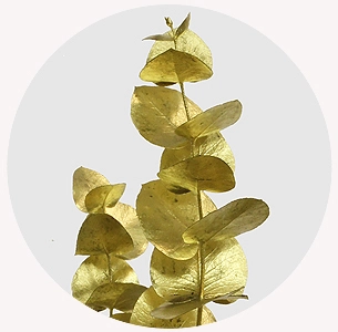 Blad Eucalyptus cinerea vrf gold