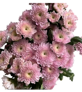 Chrysanthemum santini cumming pink