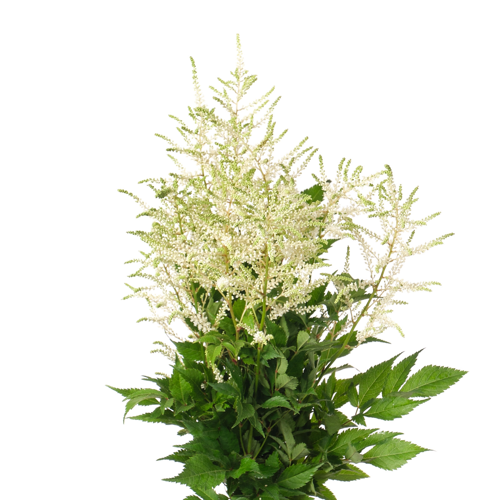 Astilbe washington | Wholesale flowers, plants and supplies Astilbe washington