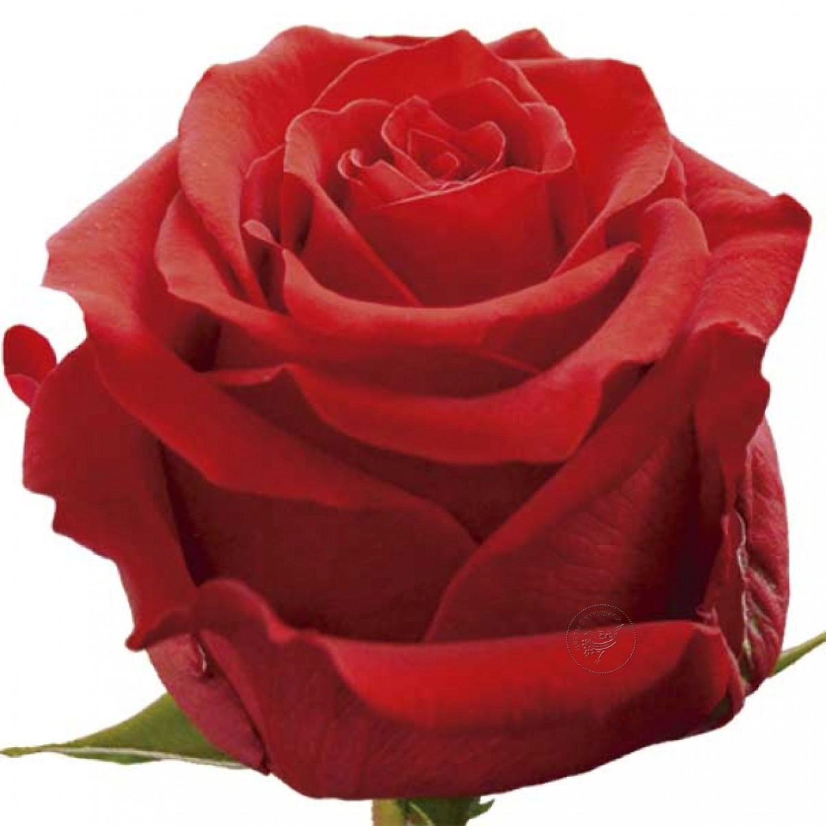 Rose undercover