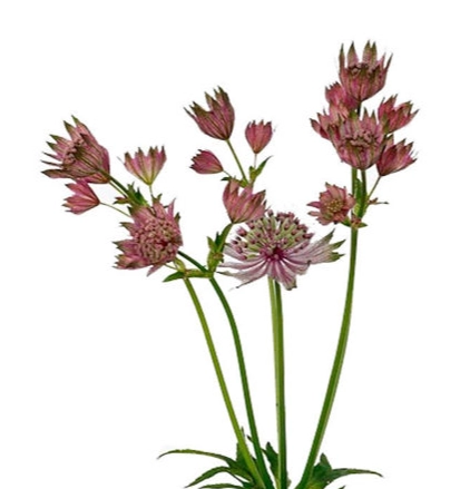 Astrantia star of africa | Wholesale flowers, plants and supplies Astrantia star of africa
