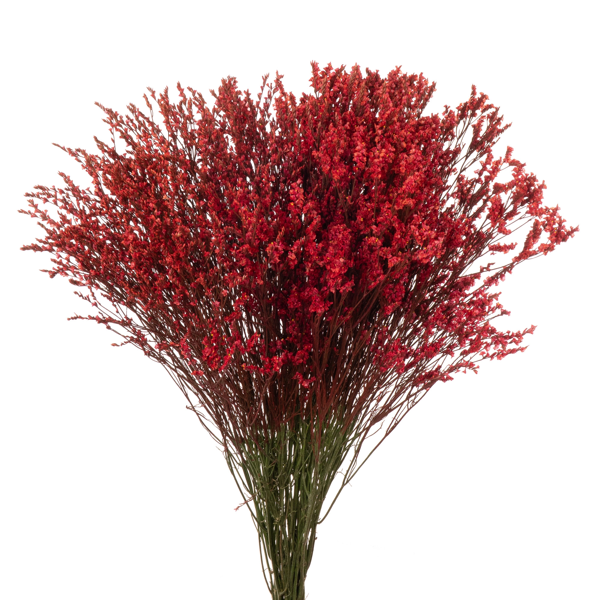 Limonium red