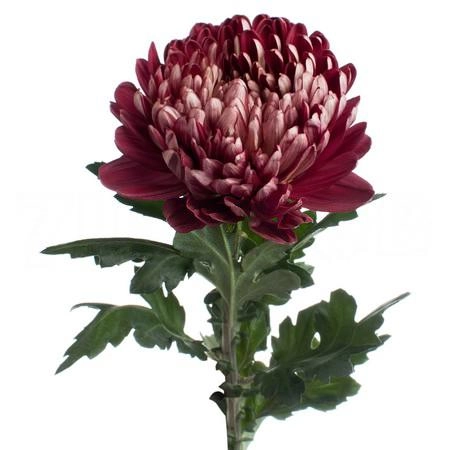 Chrysanthemum gilbert leigh purple