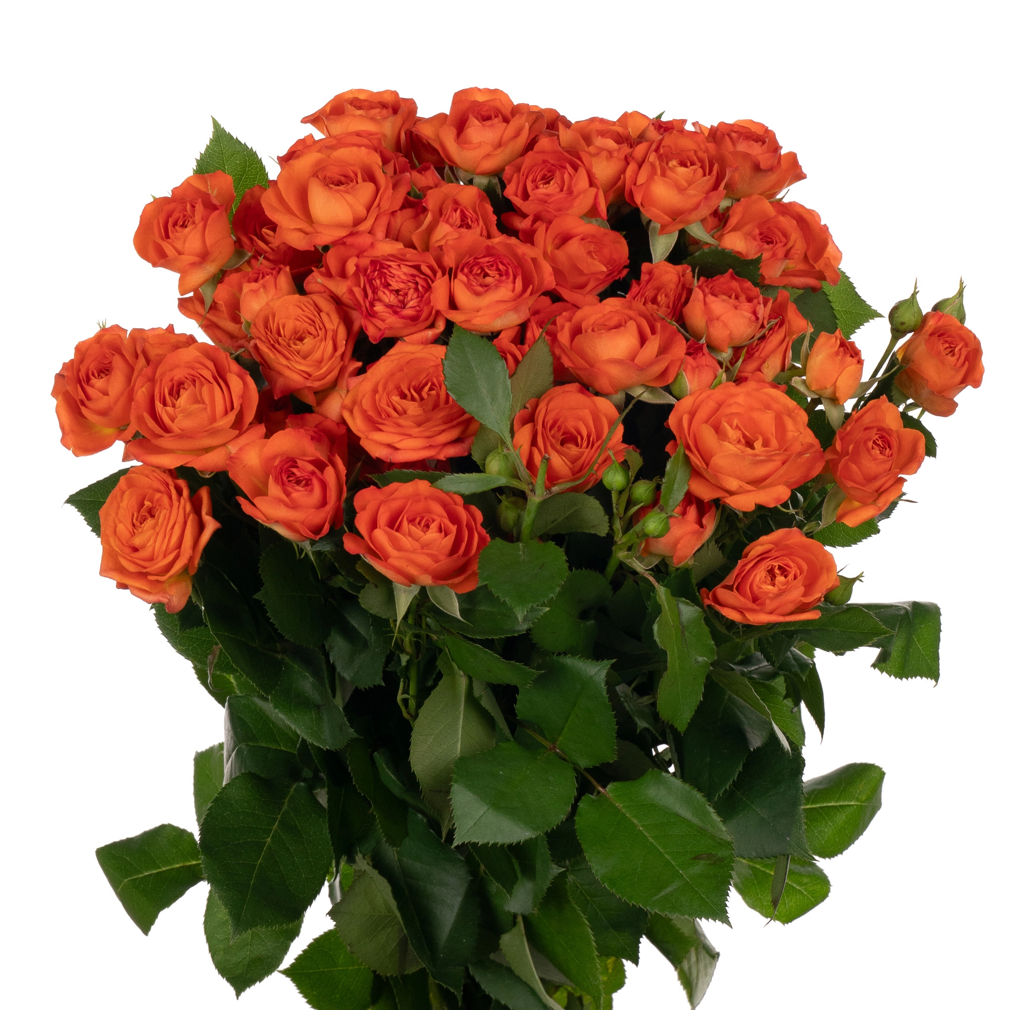 Rose spray orange babe