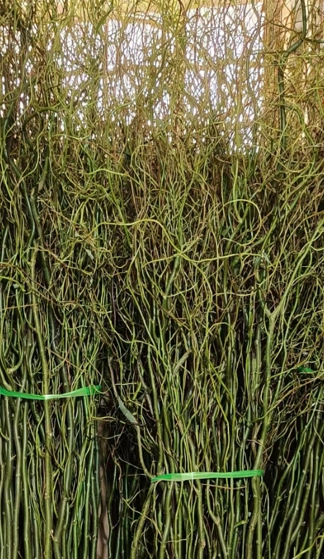 Salix matsudana green