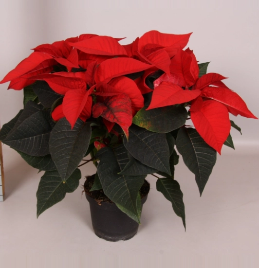 Poinsettia freya red
