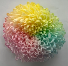 Chrysanthemum tinted light rainbow