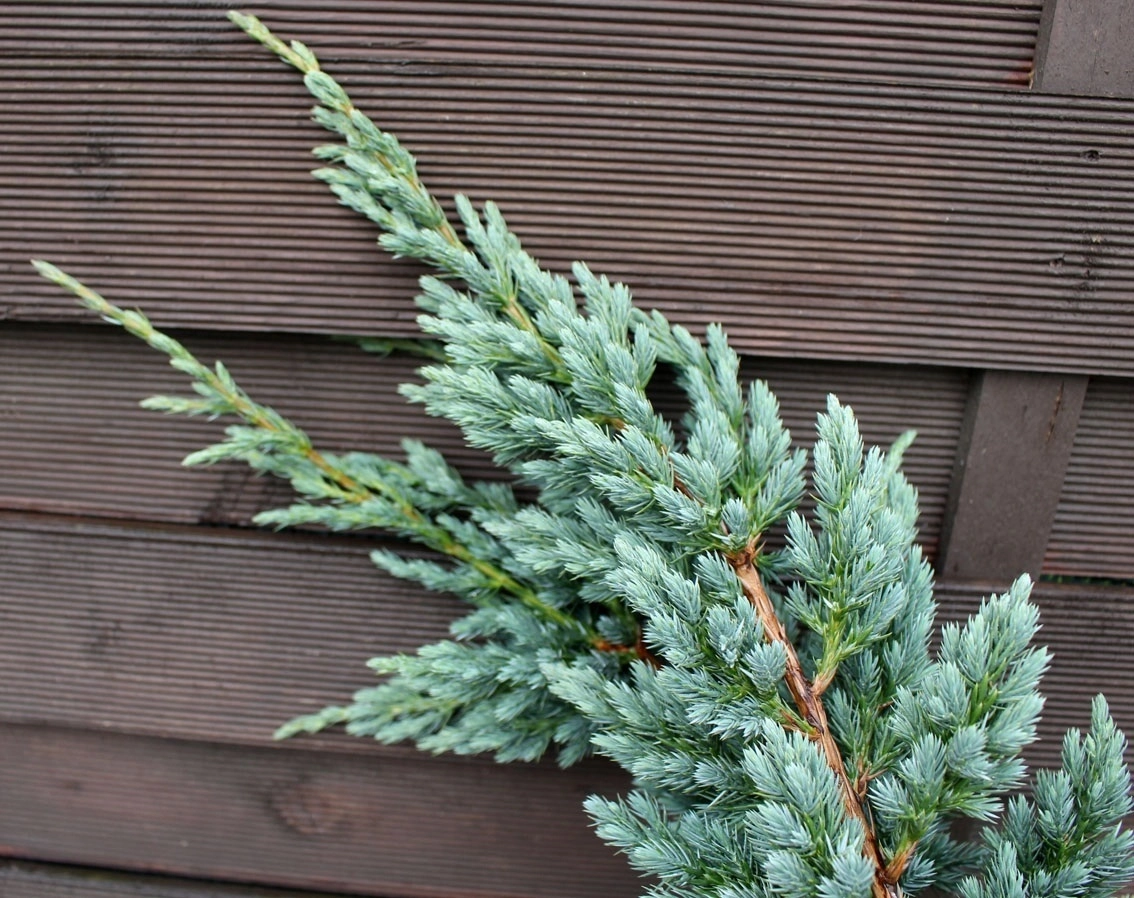 Branch Juniperus meyeri