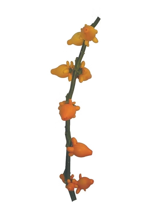 Solanum pig face | Wholesale flowers, plants and supplies Solanum pig face