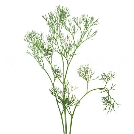 Fennel