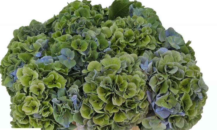 Hydrangea royal symphony